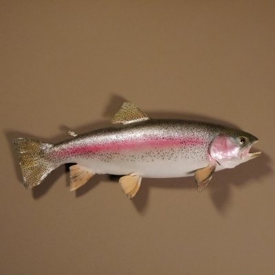 Regenbogenforelle Präparat Länge 58cm Forelle Fisch präpariert mit offene Kiemen