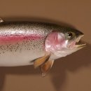 Regenbogenforelle Präparat Länge 58cm Forelle Fisch präpariert mit offene Kiemen
