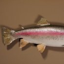 Regenbogenforelle Präparat Länge 58cm Forelle Fisch präpariert mit offene Kiemen
