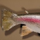 Regenbogenforelle Präparat Länge 58cm Forelle Fisch präpariert mit offene Kiemen
