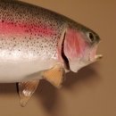 Regenbogenforelle Präparat Länge 58cm Forelle Fisch präpariert mit offene Kiemen