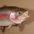 Regenbogenforelle Präparat Länge 58cm Forelle Fisch präpariert mit offene Kiemen