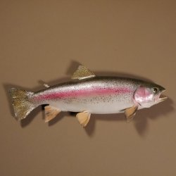 Regenbogenforelle Präparat Länge 58cm Forelle Fisch präpariert mit offene Kiemen