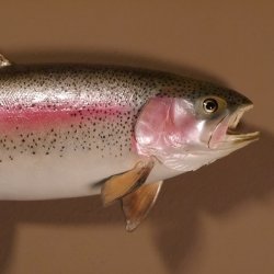 Regenbogenforelle Präparat Länge 58cm Forelle Fisch präpariert mit offene Kiemen