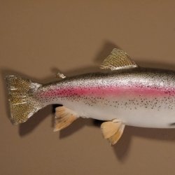 Regenbogenforelle Präparat Länge 58cm Forelle Fisch präpariert mit offene Kiemen