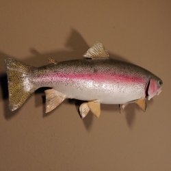 Regenbogenforelle Präparat Länge 58cm Forelle Fisch präpariert mit offene Kiemen