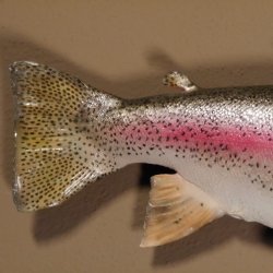 Regenbogenforelle Präparat Länge 58cm Forelle Fisch präpariert mit offene Kiemen