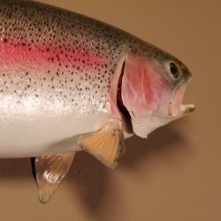 Regenbogenforelle Präparat Länge 58cm Forelle Fisch präpariert mit offene Kiemen