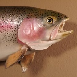 Regenbogenforelle Präparat Länge 58cm Forelle Fisch präpariert mit offene Kiemen