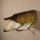 Hechtkopf Hecht Tiefe 33 cm  Kopf Präparat Raubfisch Fisch offenen Fang
