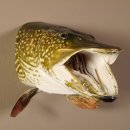 Hechtkopf Hecht Tiefe 33 cm  Kopf Präparat Raubfisch Fisch offenen Fang