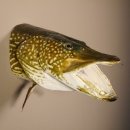 Hechtkopf Hecht Tiefe 33 cm  Kopf Präparat Raubfisch Fisch offenen Fang