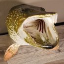 Hechtkopf Hecht Tiefe 33 cm  Kopf Präparat Raubfisch Fisch offenen Fang