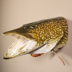 Hechtkopf Hecht Tiefe 33 cm  Kopf Präparat Raubfisch Fisch offenen Fang