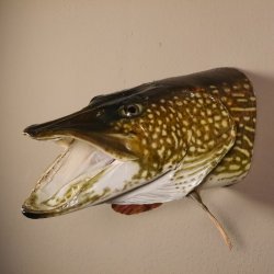 Hechtkopf Hecht Tiefe 33 cm  Kopf Präparat Raubfisch Fisch offenen Fang