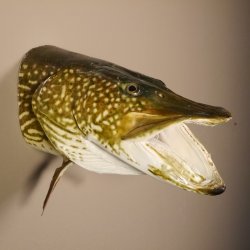 Hechtkopf Hecht Tiefe 33 cm  Kopf Präparat Raubfisch Fisch offenen Fang
