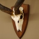Kudu Antilope Schädeltrophäe Afrika Trophäe Hornlänge 107cm mit Trophäenschild