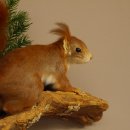 Eichhörnchen Präparat präpariert Tier mit Genehmigung zur Vermarktung 89.18.6
