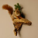 Eichhörnchen Präparat präpariert Tier mit Genehmigung zur Vermarktung 89.18.6