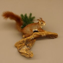Eichhörnchen Präparat präpariert Tier mit Genehmigung zur Vermarktung 89.18.6
