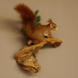 Eichhörnchen Präparat präpariert Tier mit Genehmigung zur Vermarktung 89.18.6