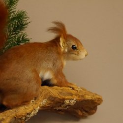 Eichhörnchen Präparat präpariert Tier mit Genehmigung zur Vermarktung 89.18.6