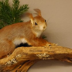 Eichhörnchen Präparat präpariert Tier mit Genehmigung zur Vermarktung 89.18.6