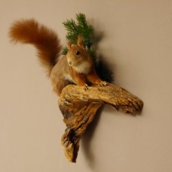 Eichhörnchen Präparat präpariert Tier mit Genehmigung zur Vermarktung 89.18.6