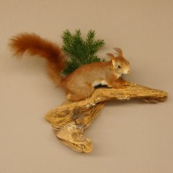 Eichhörnchen Präparat präpariert Tier mit Genehmigung zur Vermarktung 89.18.6