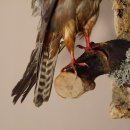 Rotfußfalke Falke Greifvogel Präparat Tierpräparat mit Genehmigung zum Verkauf