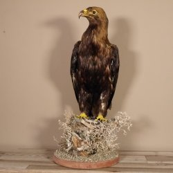 Raubadler Adler Präparat präpariert Greifvogel mit Genehmigung zur Vermarktung
