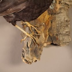 Amsel Vogel Präparat männlich Singvogel Tierpräparat mit Genehmigung zum Verkauf