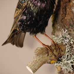 Star Vogel Präparat präpariert Tierpräparat mit Genehmigung zur Vermarktung