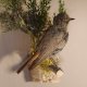 Hausrotschwanz Vogel Präparat Singvogel Tierpräparat mit Genehmigung zum Verkauf