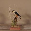 Halsband Zwergfalke Falke Tierpräparat Präparat mit Genehmigung zum Verkauf