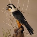 Halsband Zwergfalke Falke Tierpräparat Präparat mit Genehmigung zum Verkauf