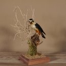 Halsband Zwergfalke Falke Tierpräparat Präparat mit Genehmigung zum Verkauf