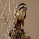 Halsband Zwergfalke Falke Tierpräparat Präparat mit Genehmigung zum Verkauf