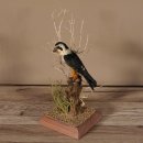 Halsband Zwergfalke Falke Tierpräparat Präparat mit Genehmigung zum Verkauf