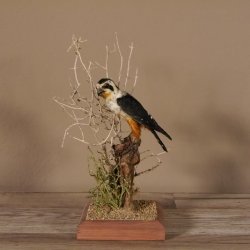 Halsband Zwergfalke Falke Tierpräparat Präparat mit Genehmigung zum Verkauf