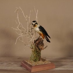 Halsband Zwergfalke Falke Tierpräparat Präparat mit Genehmigung zum Verkauf