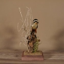 Halsband Zwergfalke Falke Tierpräparat Präparat mit Genehmigung zum Verkauf