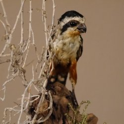Halsband Zwergfalke Falke Tierpräparat Präparat mit Genehmigung zum Verkauf