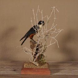 Halsband Zwergfalke Falke Tierpräparat Präparat mit Genehmigung zum Verkauf