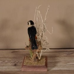 Halsband Zwergfalke Falke Tierpräparat Präparat mit Genehmigung zum Verkauf