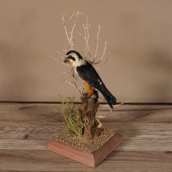Halsband Zwergfalke Falke Tierpräparat Präparat mit Genehmigung zum Verkauf