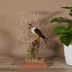 Halsband Zwergfalke Falke Tierpräparat Präparat mit Genehmigung zum Verkauf