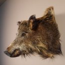 Wildschwein kleines Kopf Präparat Höhe 48cm Wildschweinhaupt Trophäe Keiler Eber