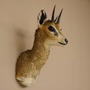 Klippspringer Kopf Präparat Haupt Antilope Afrika...