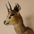 Klippspringer Kopf Präparat Haupt Antilope Afrika taxidermy 95.14.24